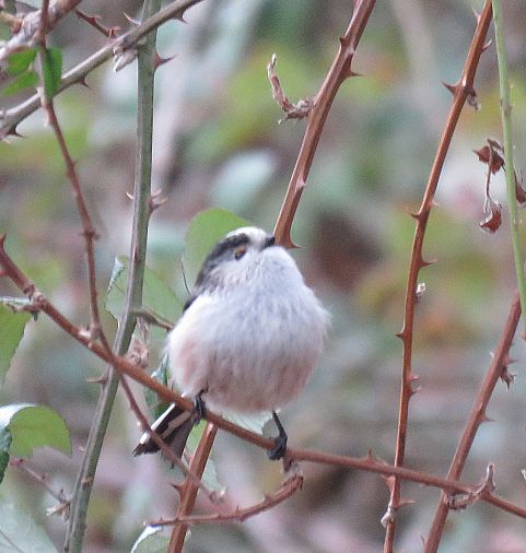  Long tailed Tit